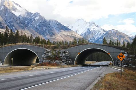As Banffs Famed Wildlife Overpasses Turn 20 The World Looks To Canada