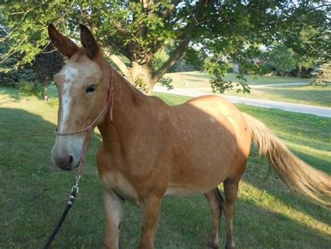 Missouri Fox Trotter Mule Horse Breeds Horses