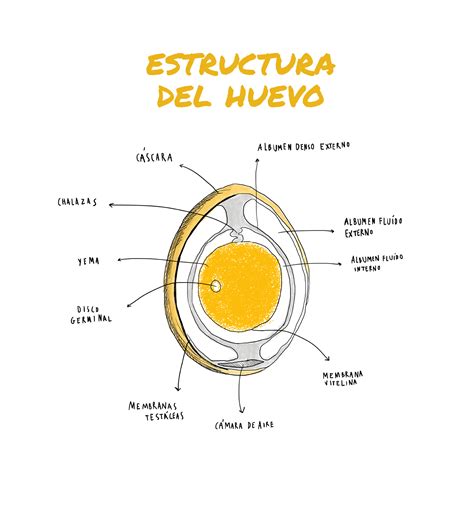 Estructura Instituto De Estudios Del Huevo