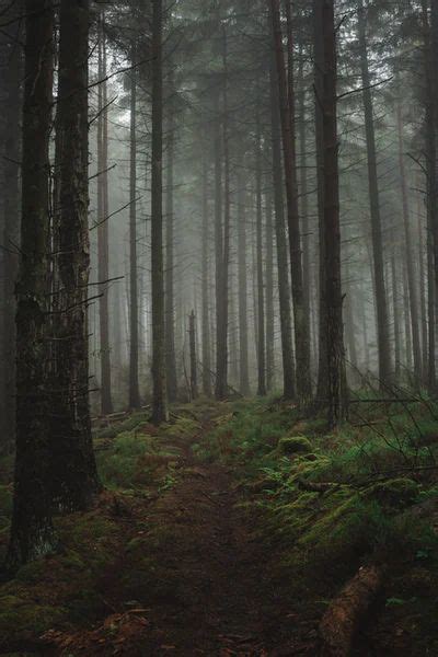 Nature Unsplash Foggy Forest Dark Green Aesthetic Misty Forest