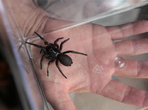 Worlds Deadliest Spider Funnel Web Facts And What You Need To Know