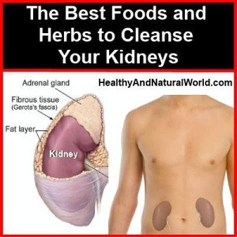 It's also best to buy these foods organically to see the best results. The Best Foods and Herbs to Cleanse Your Kidneys ...