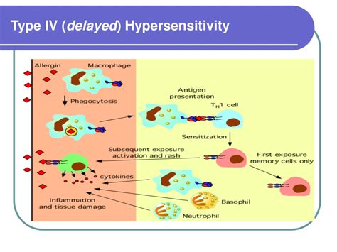 Ppt Cellular Immune Response And Hypersensitivity Reactions Powerpoint