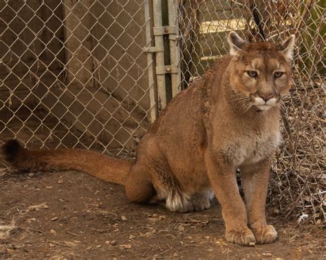 South American Cougar