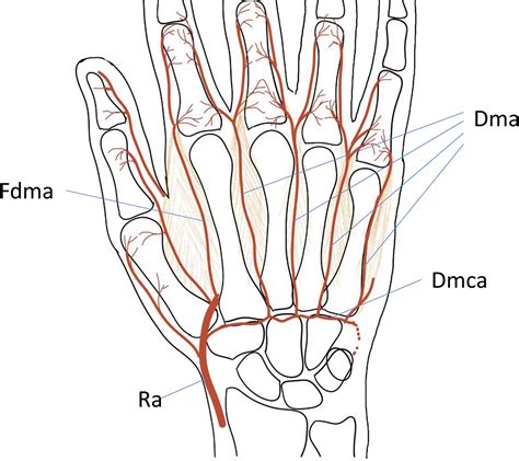 End Arteries Diagram Vascular Anatomy Of The Hand In Relation To