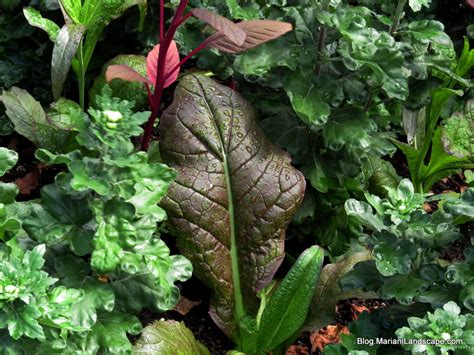 Greens To Extend Your Edible Garden In The Gardenwith