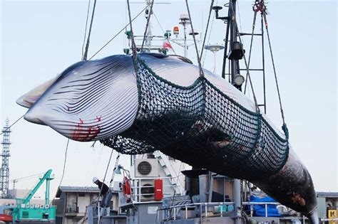 Japan Resumes Commercial Whaling But Its Days Could Be Numbered