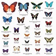 Butterflies types by Gina Dsgn in 2022 | Types of butterflies ...