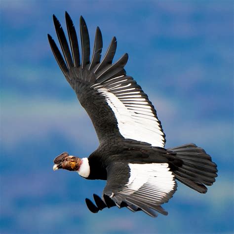Andean Condors Can Soar Miles For Five Hours Without Flapping