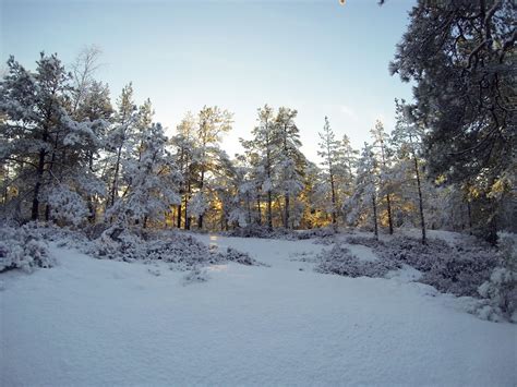 When Snow Has Covered The Forest Study In Sweden