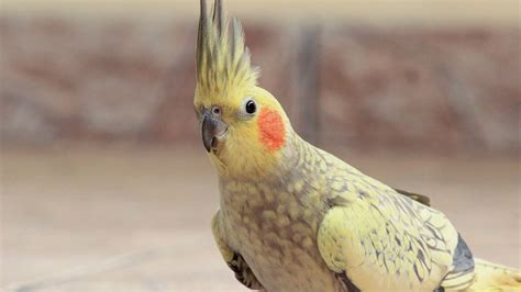 Psittaciformes Galluvet Oiseaux Et Volaille