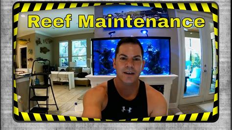 Reef Tank Green Hair Algae Removal And Aquascape With Caribsea Life