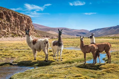 5 Different Types Of Llamas Plus Interesting Facts
