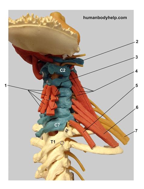 Spine With Muscles Cervical Human Body Help