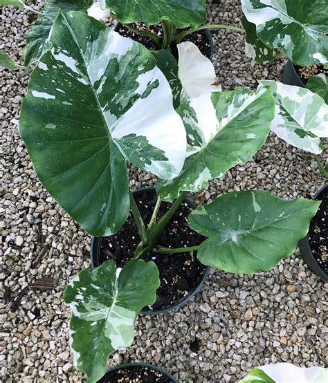 Variegated Alocasia Odora Elephant Ear All Plants Potted Plants