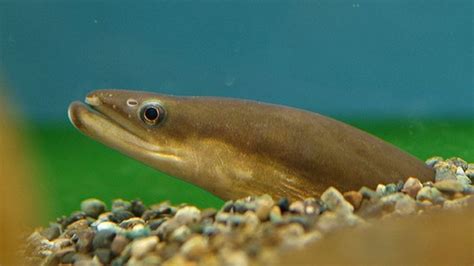 Japanese Eels On Endangered List Bbc News