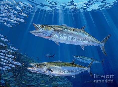 Kingfish Painting Kingfish Reef By Carey Chen Fish Art King