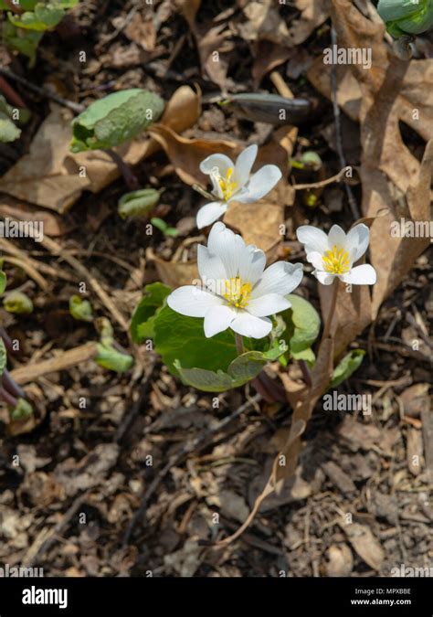 Photograph Of Bloodroot Sanguinaria Canadensis Taken In Fitchburg