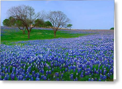 Bluebonnet Vista Texas Bluebonnet Wildflowers Landscape Flowers Photograph By Jon Holiday