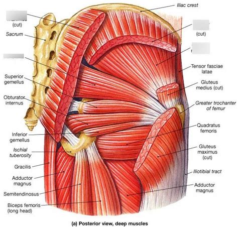 Muscles Of The Gluteal Region Deep And Superficial Diagram Quizlet