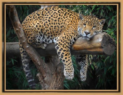 Lounging Jaguar Pretty Cats Wild Cats Jaguar