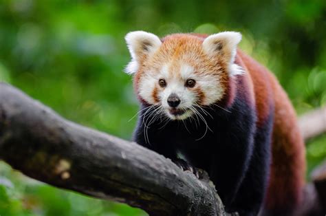 Red Panda Free Stock Photo Public Domain Pictures