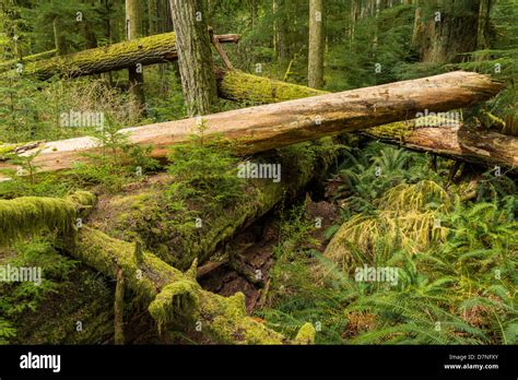 Old Growth Forest Cathedral Grove MacMillan Provincial Park