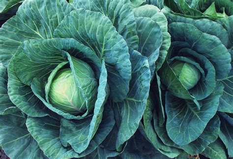 Kale Cabbage Salad Vegetables Free Stock Photo Public Domain Pictures