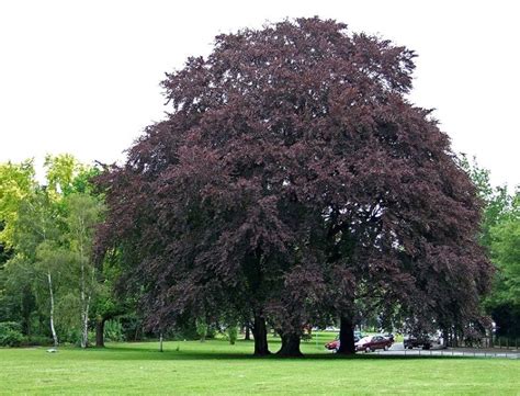 Purple Beech Copper Beech Fagus Sylvatica Atropurpurea