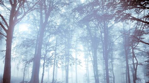 Wallpaper 1920x1080 Px Bright Forest Mist Nature Trees 1920x1080