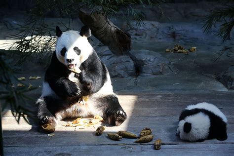 Pandas Like Poop Rolling And Scientists Say They Know Why Science Times