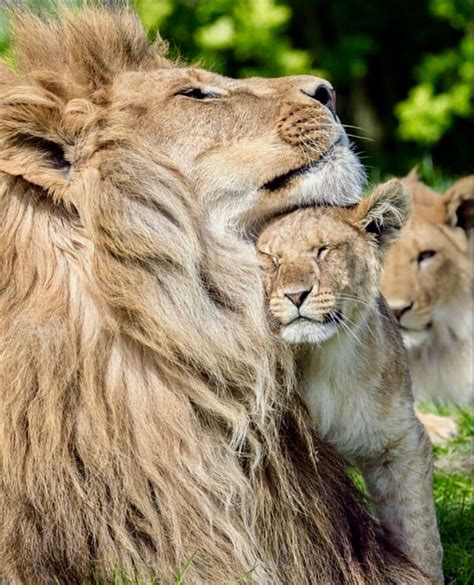 Lion of Judah | The Radio Report