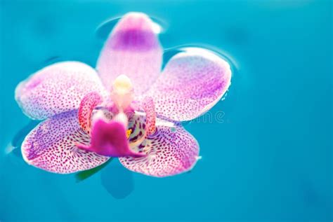De Bloem Van De Orchidee En Schoon Blauw Water Stock Foto Afbeelding