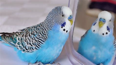 Budgie Singing To Mirror For Hour Parakeet Sounds Youtube