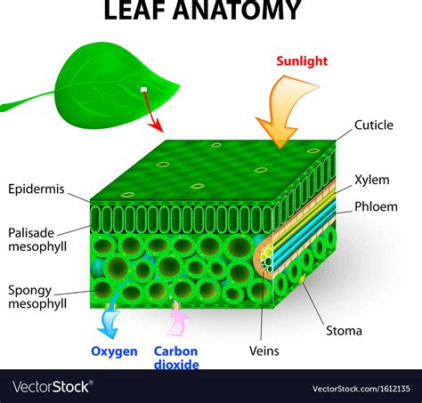 Leaf Anatomy Royalty Free Vector Image Vectorstock