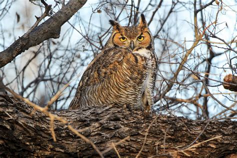 Why Great Horned Owls Start Nesting In The Winter Audubon