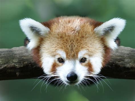 Cute Baby Red Pandas Wallpapers Top Hình Ảnh Đẹp