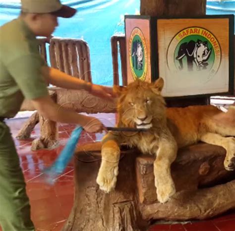 Abuso Zoológico Utiliza Leones Drogados Para Que Visitantes Se