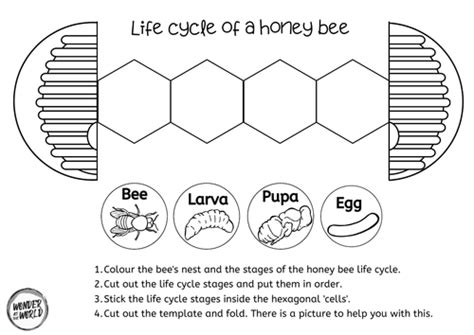 Honey Bee Life Cycle Worksheet