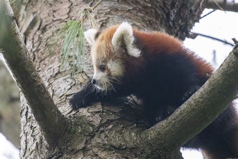 Two Endangered Red Pandas Born At Paignton Zoo • Paignton Zoo