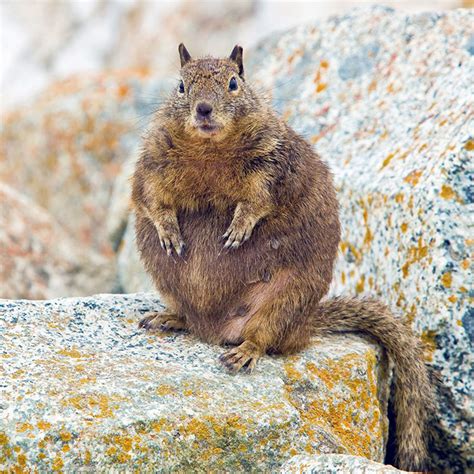Fat Squirrels That Love To Stuff Their Faces