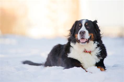 Do Bernese Mountain Dogs Like Snow