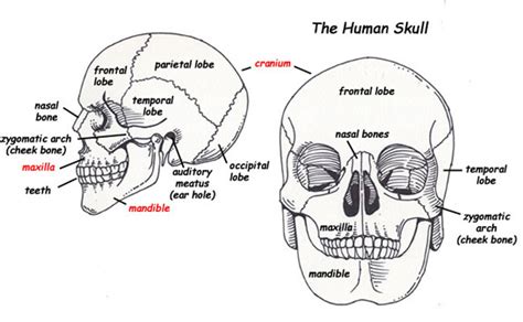 The Skull Exploring Nature Educational Resource