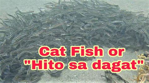 Cat Fish Or Hito Sa Dagat Makamandag Na Isda Sa Karagatan Youtube
