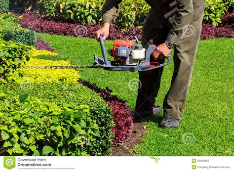 A Man Trimming Shrub With Hedge Trimmer Stock Image