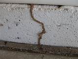 Arizona Termite Damage Images