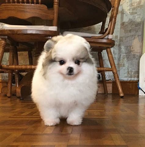 Pomeranian Female Puppy For Sale In Hayes London Gumtree