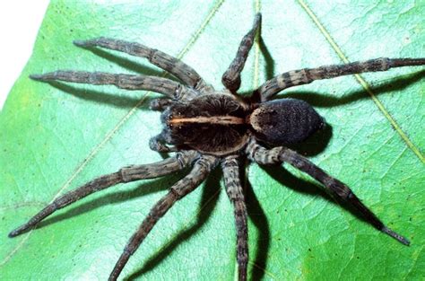 Common Spiders — Texas Insect Identification Tools