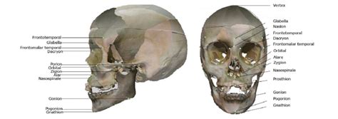 Principal Craniometric Landmarks Lateral Left And Frontal Right