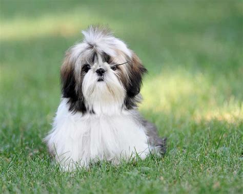 Shih Tzu Dog Breed Information Pictures And More